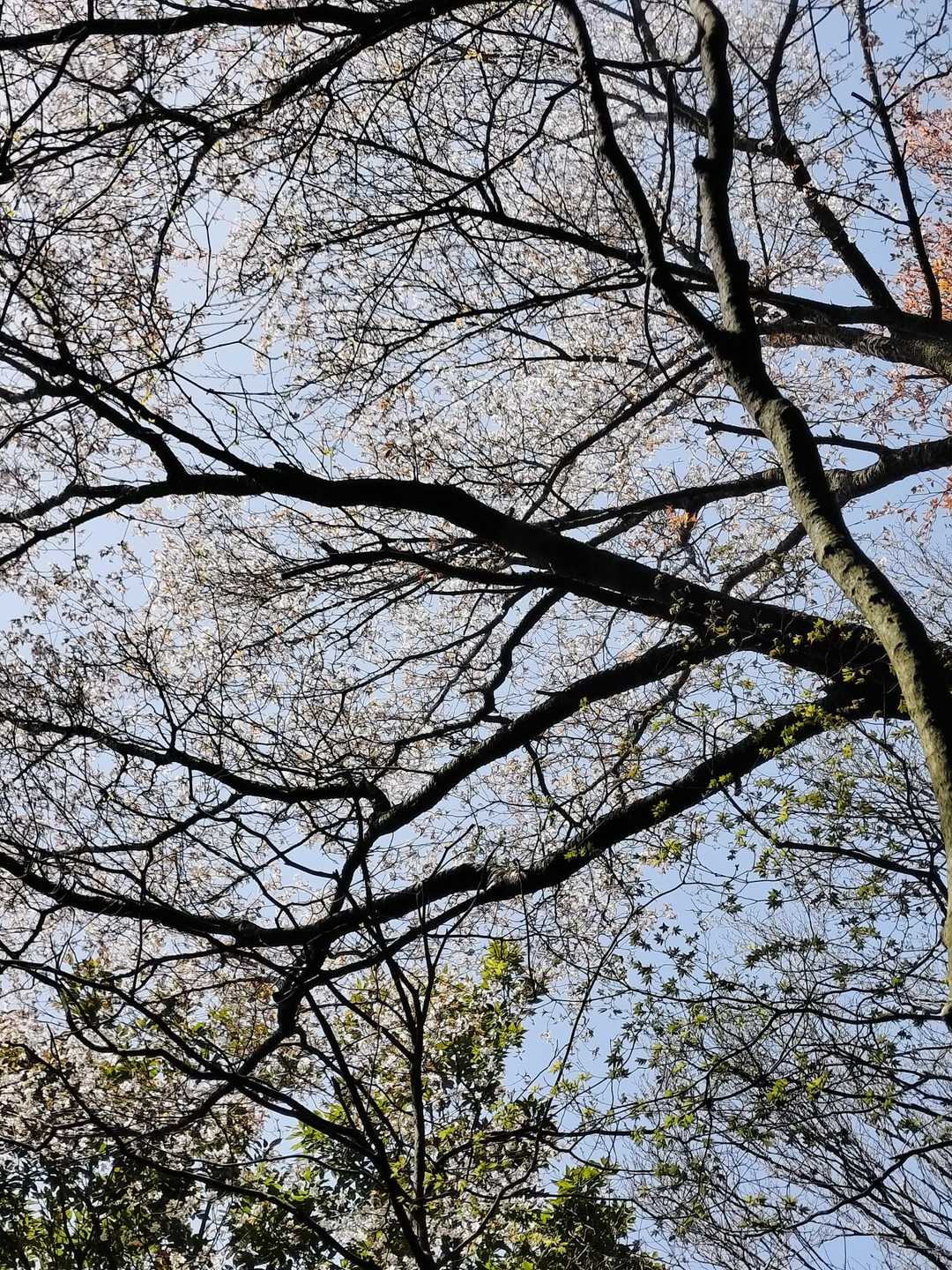 まだきれい山桜
今日１番の癒し🥰