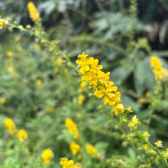 こっちは、黄色い花たち💛キンミズヒキ