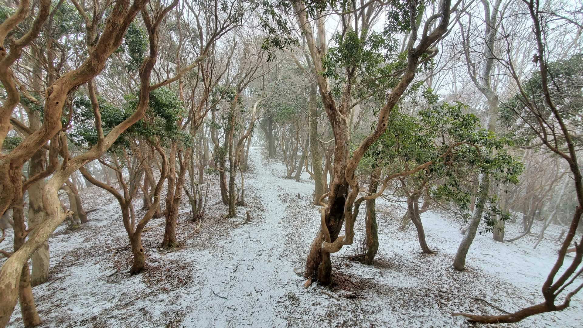 雪が😱