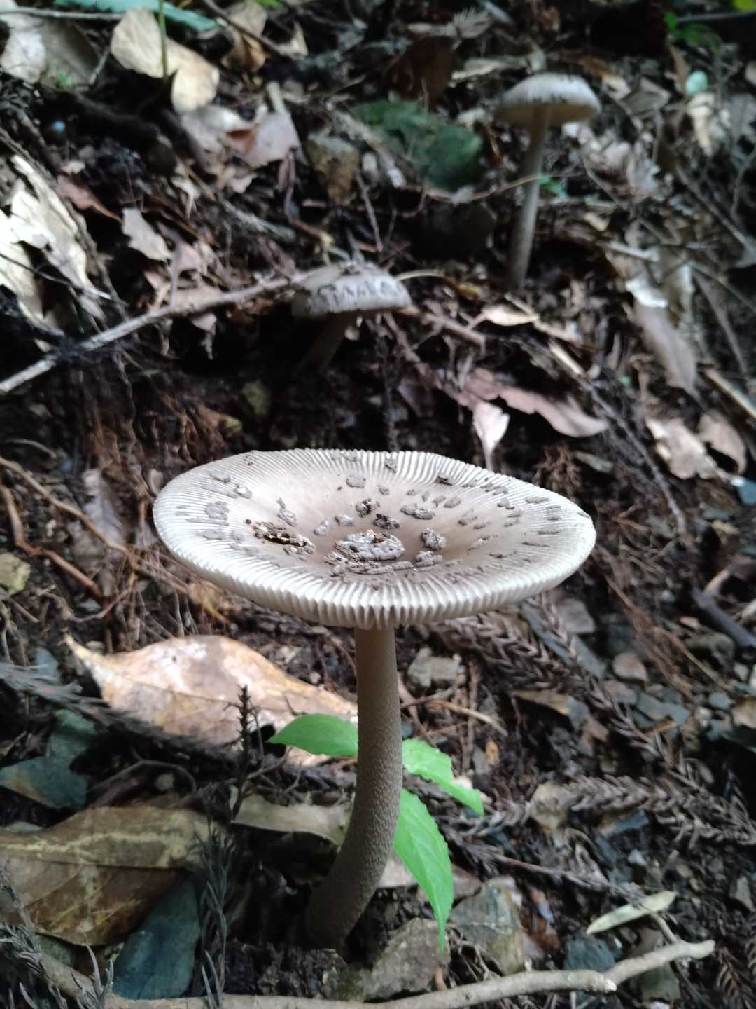 🍄