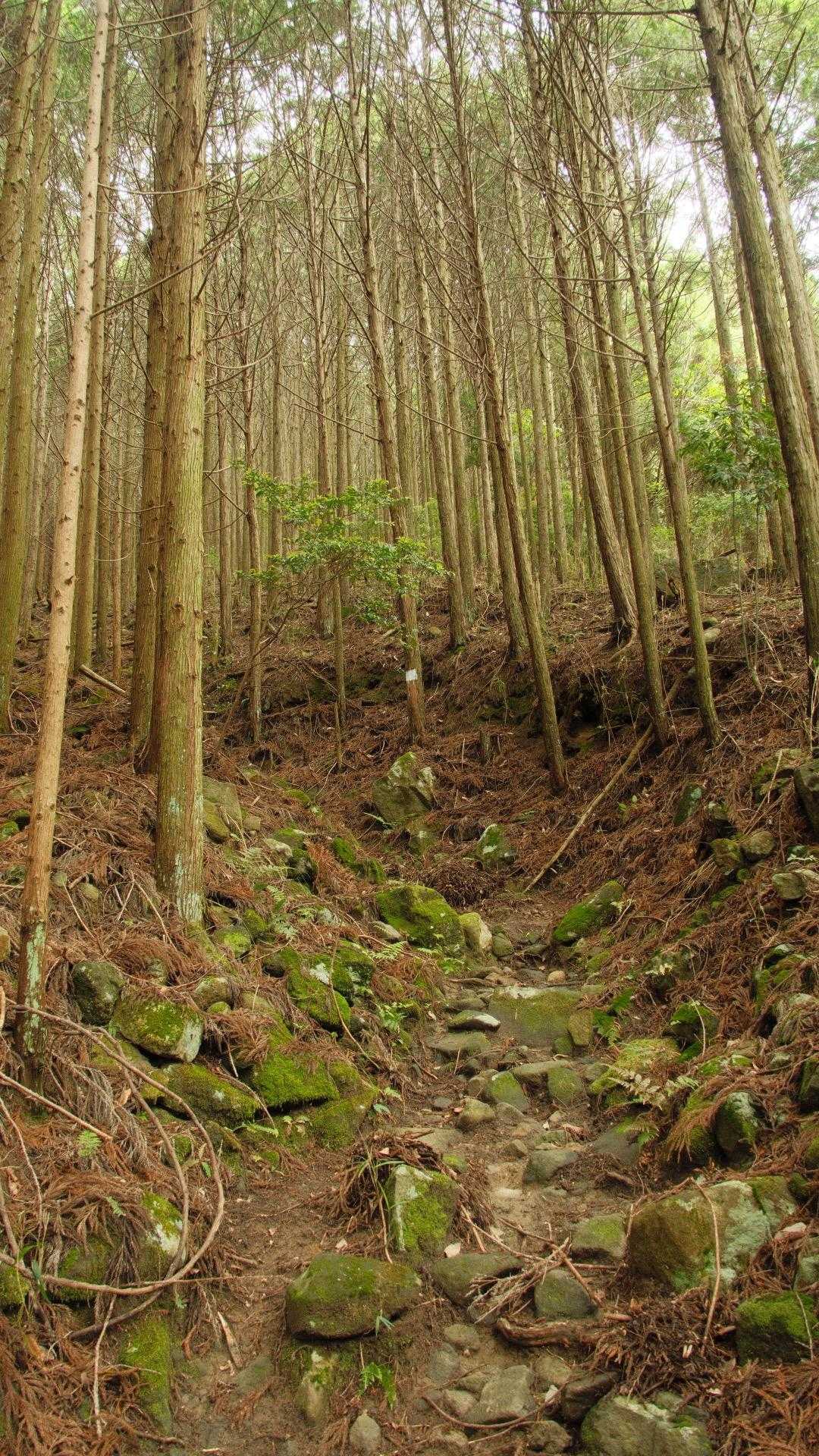 登山道は、山頂までほとんど岩がゴロゴロしているので、遥か昔は石畳的な参道でもあったんでしょうか？？