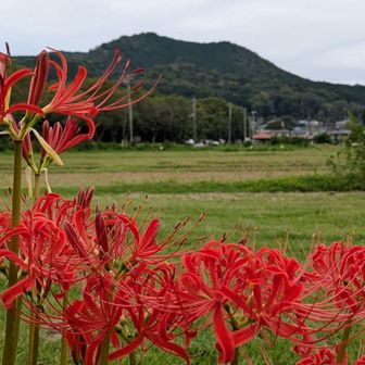 曼珠沙華と日和田山🌿🌺
上から見てた場所を下から見返す♪
もうちょっとさまよったら人気のラーメン屋へ！