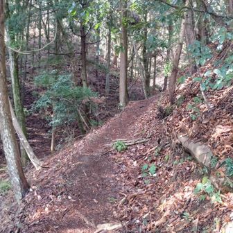 急階段は回避して岩殿山畑倉登山口から登山道に入ります