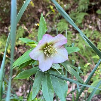 道路脇の花壇に　クリスマスローズ

いろんな花が一株ずつ植えてある感じだった
種の保存的な？