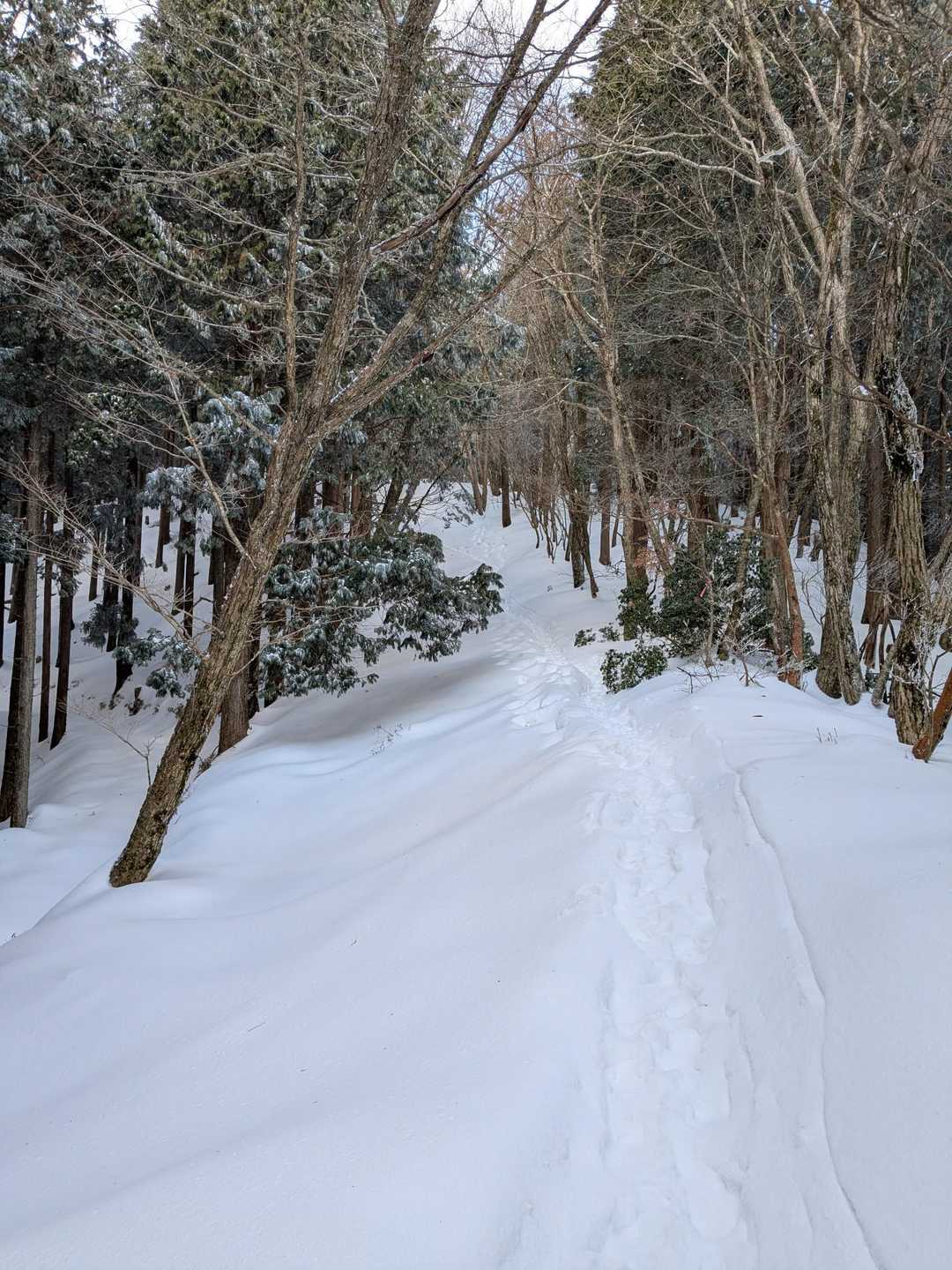 樹林帯は音が無く