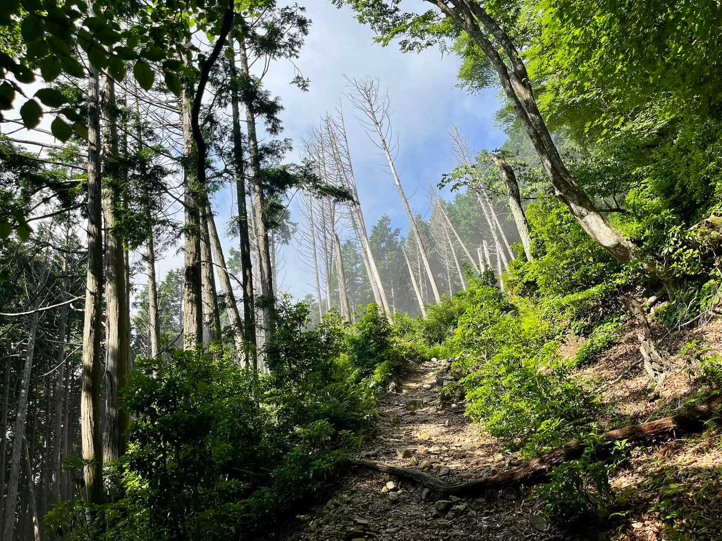 天狗杉-打見山 往復コースの写真