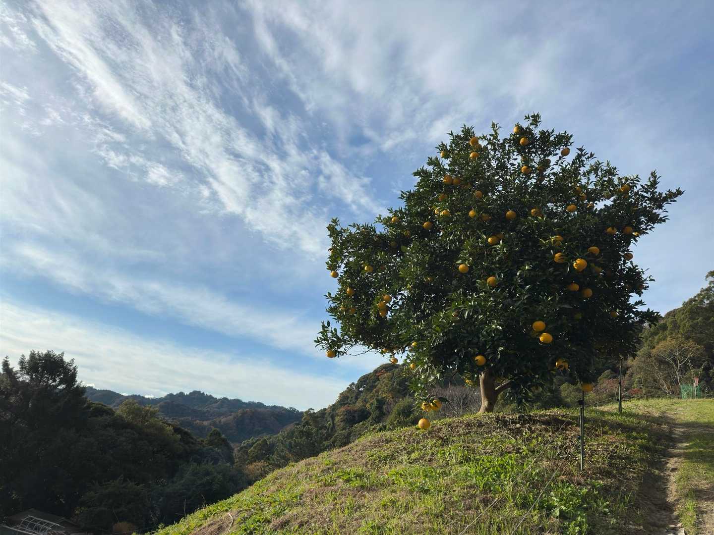 孤高のブナならぬ、孤高のみかん🍊