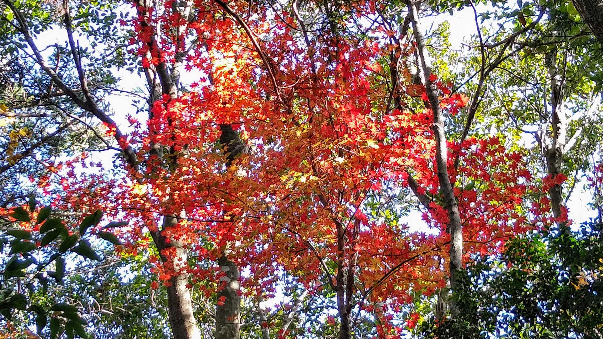 横倉山-横倉宮-杉原神社 周回コースの写真