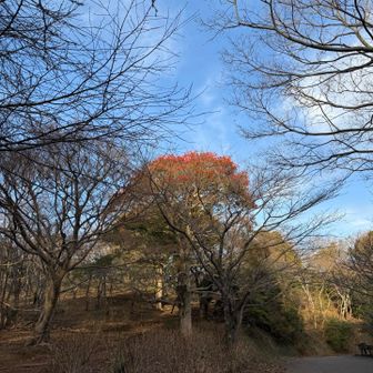 赤い実がたくさんついた木