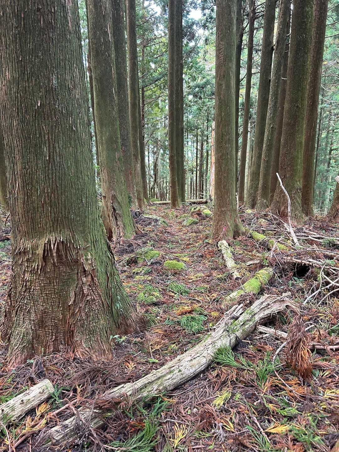 フカフカトレイル突入🏃
　
突然ですが、『塞翁（さいおう）が馬』と言う中国の言葉をご存知でしょうか。

昔、飼っていた大切な馬が逃げてしまって悲しんでいると、１ヶ月後馬が戻って来た。数日後、息子がその馬に乗っていると落馬してしまい足の骨を折ってしまった。しかし、足の骨を折ったおかげで息子は戦争に行かなくても済んだ。戦争に行った少年達はみんな生きて帰ってこなかった。
何が言いたいか｡｡｡人生、良いことも悪いことも表裏一体。怪我した事が良い方向に転ぶ事もある。だからこそ、成功したときにもおごらず謙虚でいて、怪我や災難のときこそ決して腐らず前を向こうと心掛けようと思う。