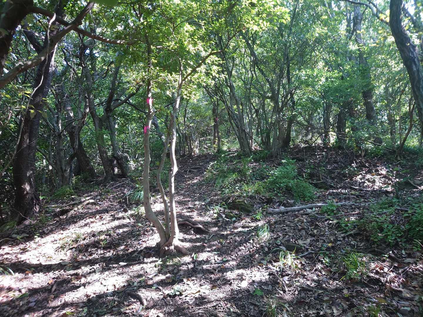 なかなか急。
クモの巣やぶんぶん飛び回る小さな虫を払いながら登っていく。