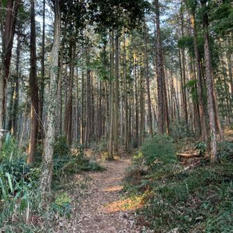 このライトな山道がすき🏃‍➡️