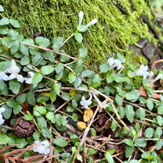木の根部分に　ツタがお花を咲かせていた