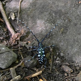 次男が発見したゴマダラカミキリ