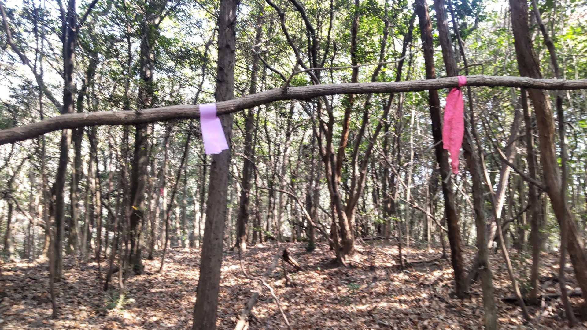 カーブで、山頂への行き先を教えてくれるピンテ🤗