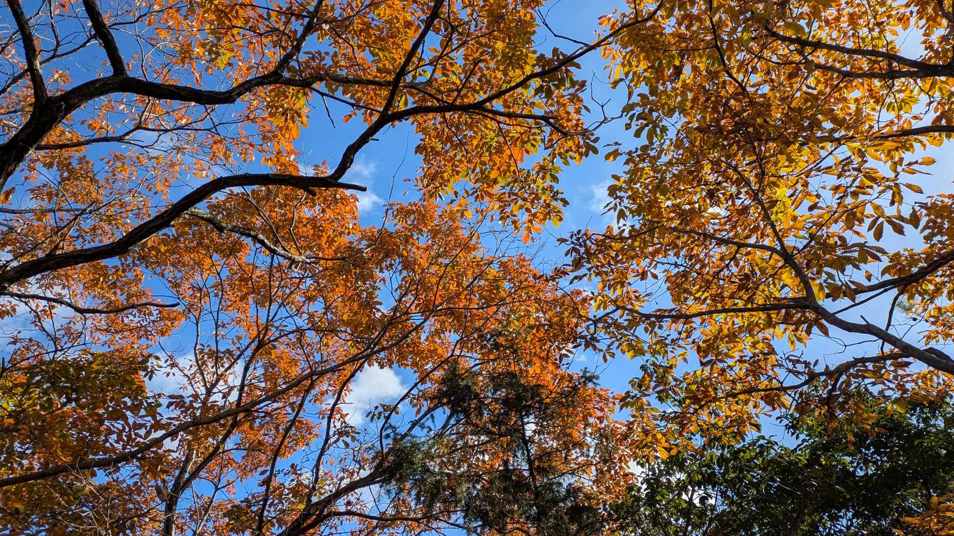 紅葉