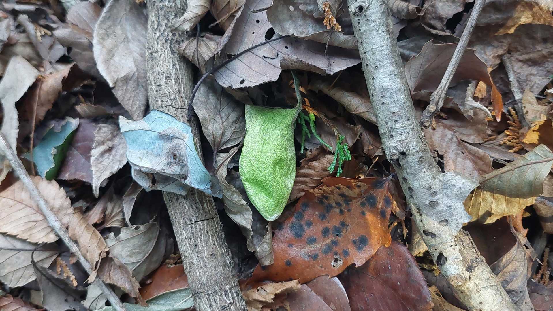 ウスタビガの繭🐛

これはフォロワーさんの活動日記で覚えましたよ👍