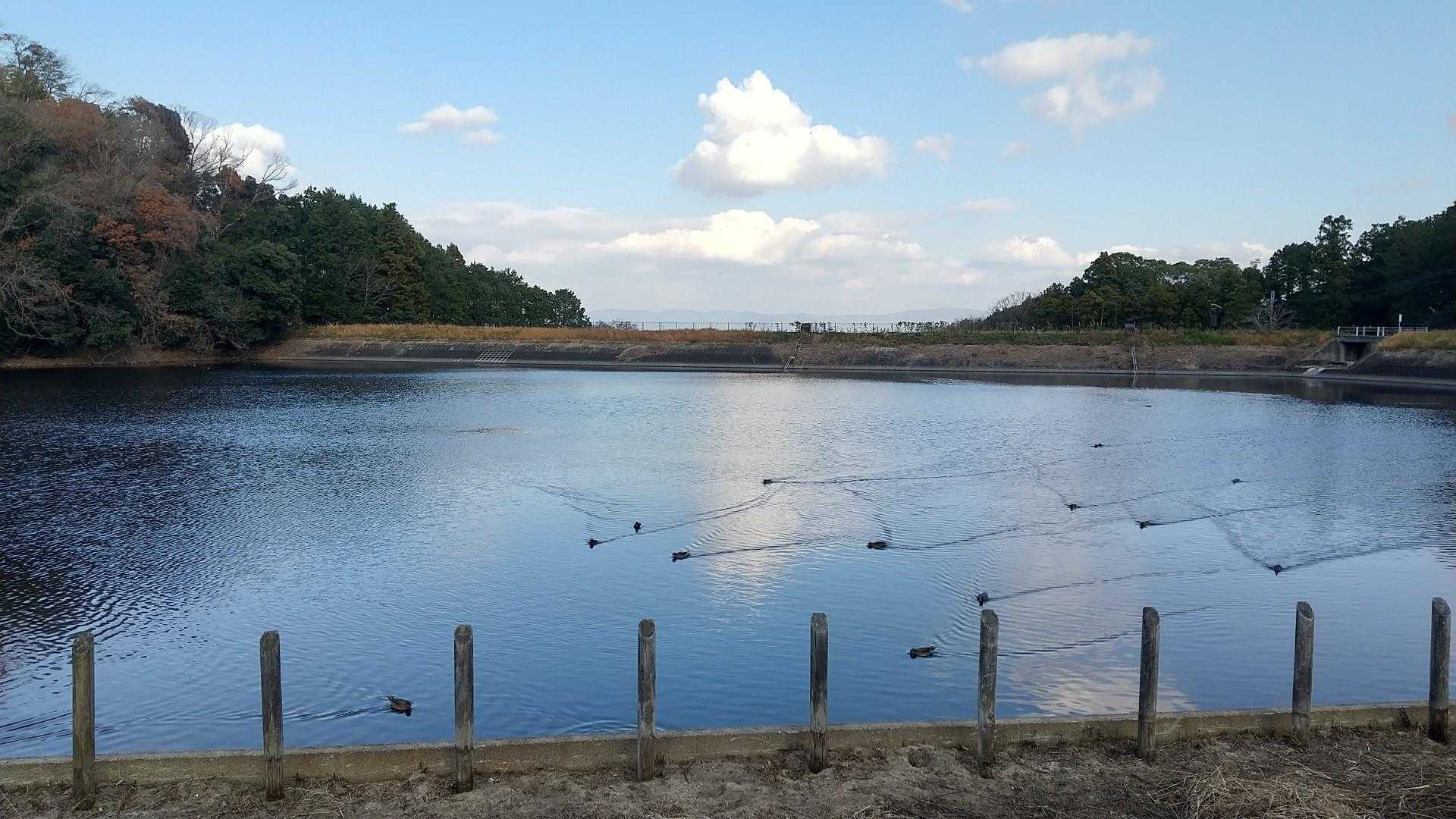 いつもの池
私に向かって来るカモ軍団
ごめんよ
何もないよ