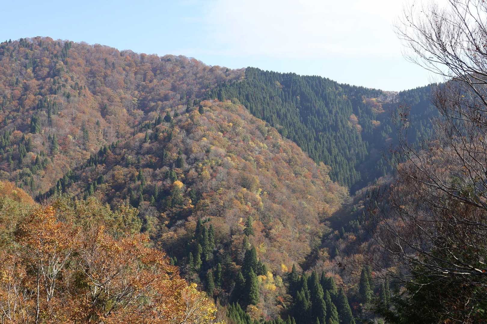山全体の紅葉は良きです😍