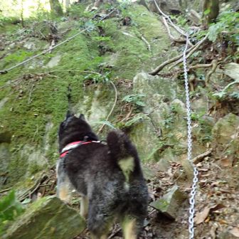 下段の滝の右壁を登ります。