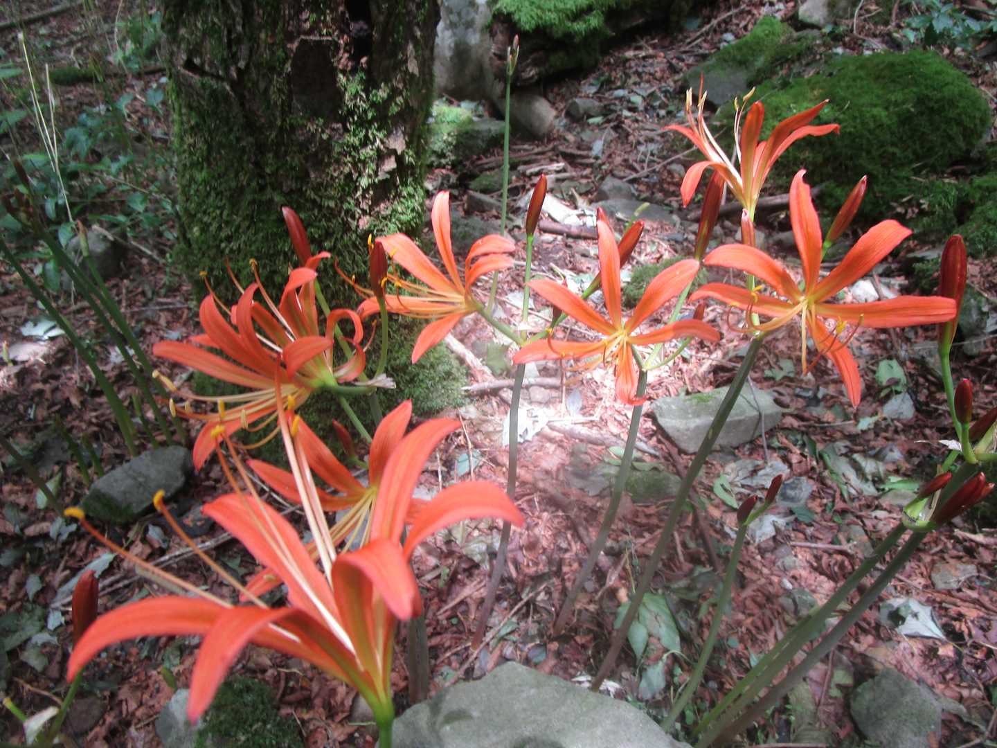 御前岳・釈迦岳周回 | シオジの原生林を歩き、福岡県最高峰を目指すの写真