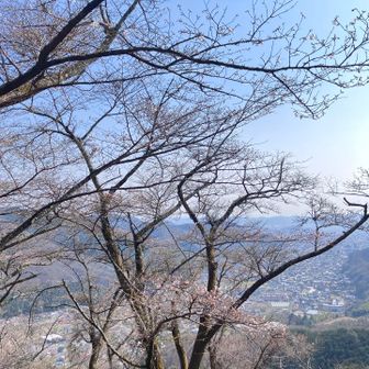 一〜三部咲き🌸