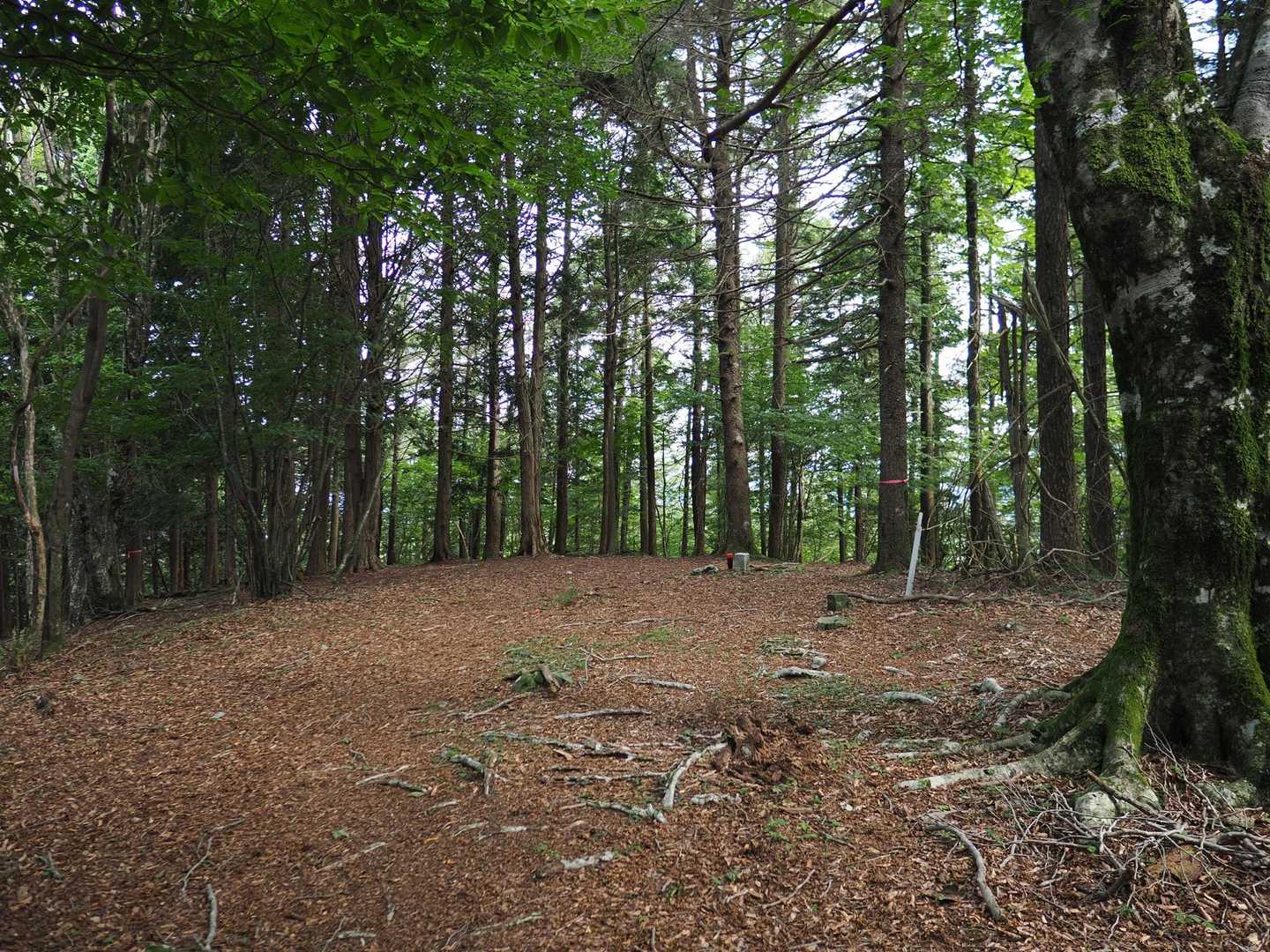 1200高地(天狗ノ奥山)山頂 標識ありません