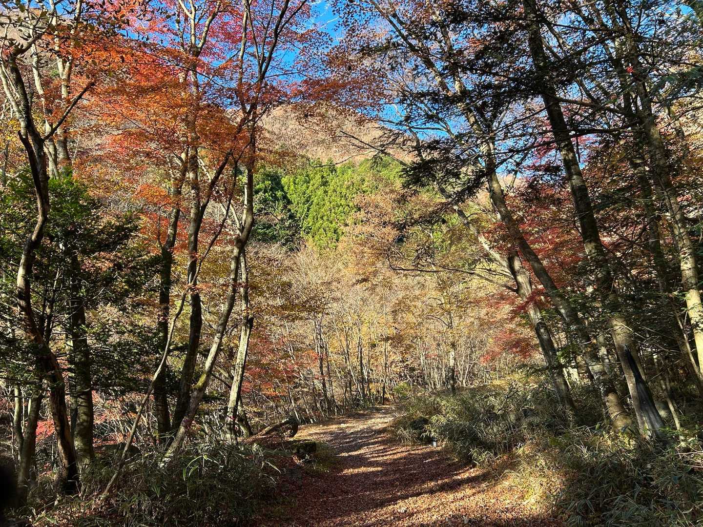 まずは平坦な林道。