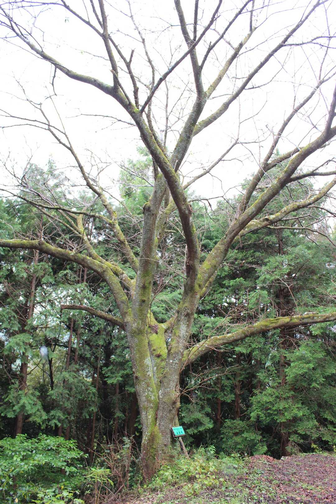 貞雄桜
竜ヶ石山で一番綺麗な桜と記されていた