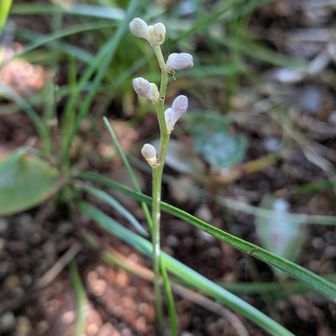 ヒメヤブランはまだ蕾