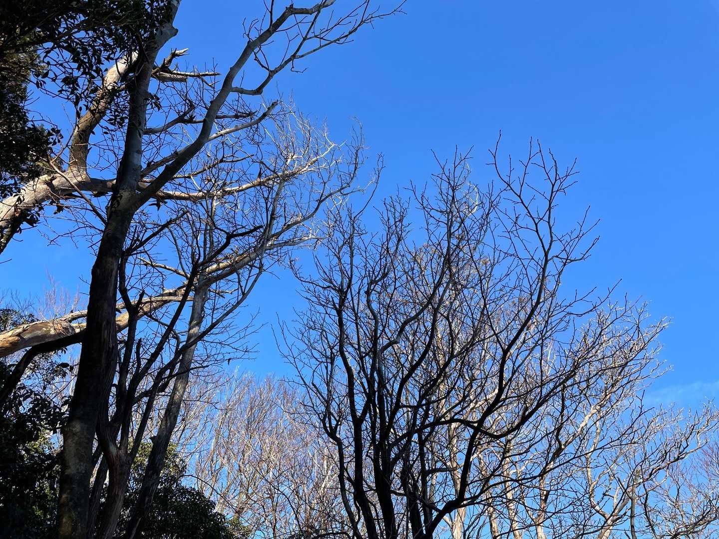 冬枯れに青空🩵