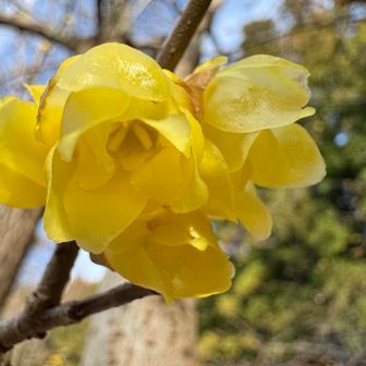 ロウバイ咲いてました✨