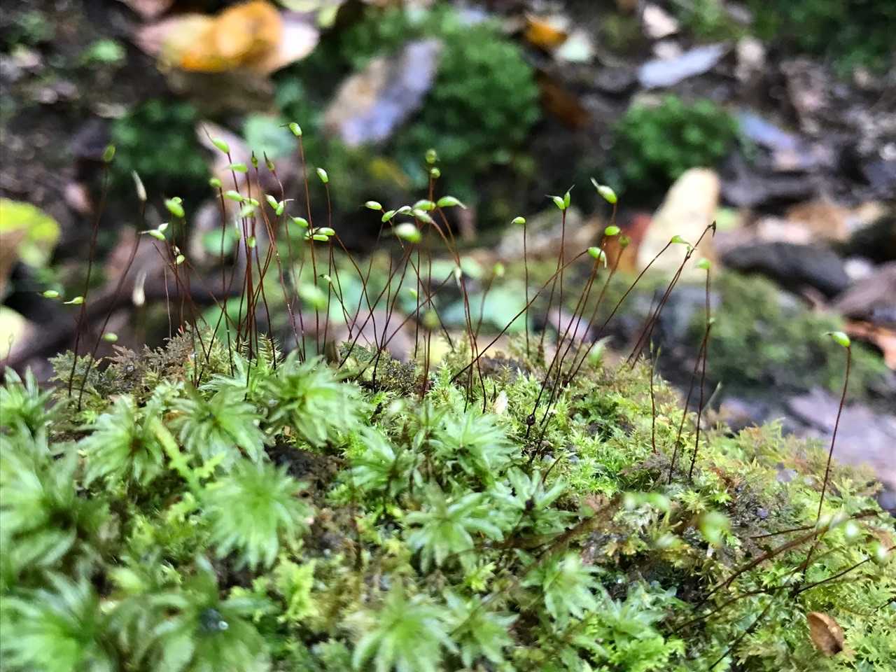 この苔かわいい😍