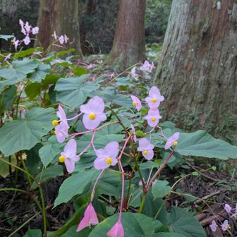 シュウカイドウ💕カワイイ🥰
左右対称のハートの形をした葉っぱの形から " 片思い"の花言葉らしいです💕

無事に下山です😊
今から🚗セコップでピークハントに向かいます