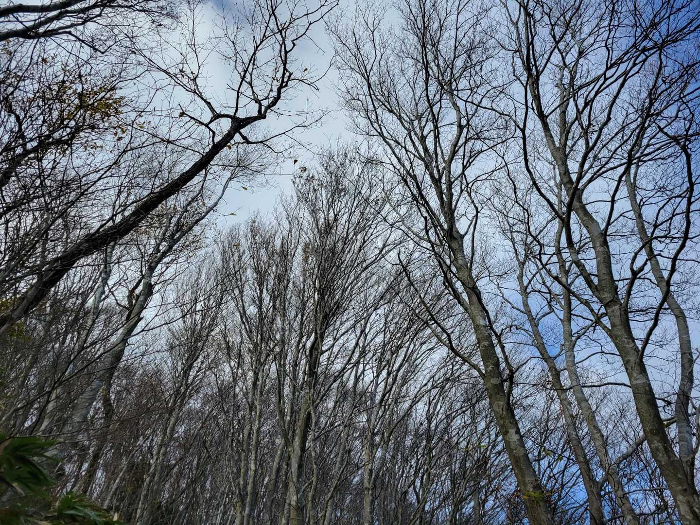 もう完全に落葉🍂
