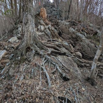 岩場を下から見たところ　下りはそこまでじゃないですが、登りはかなりキツそうです