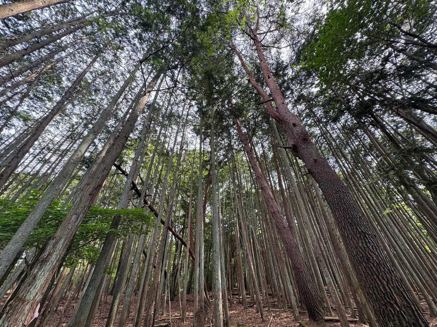 鬱蒼とした感じもない