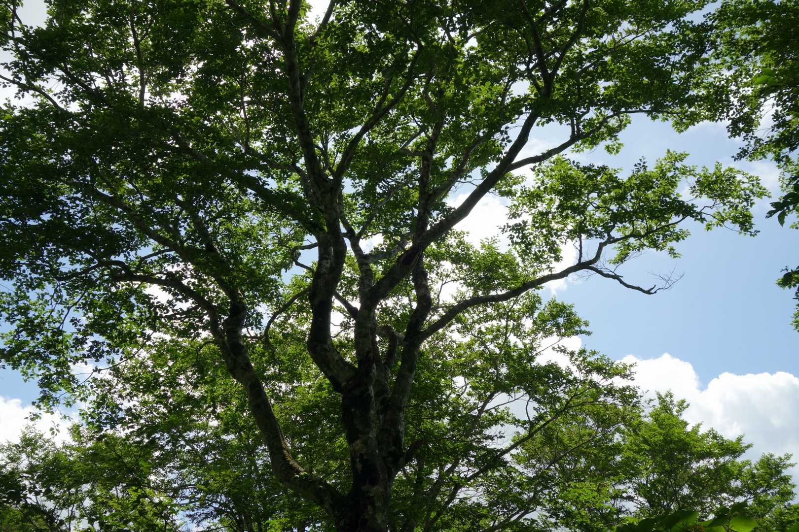 ブナの木もたくさんあります。