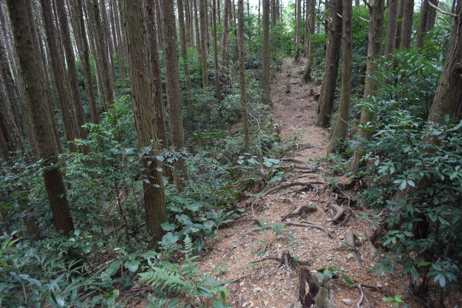 ずっと手入れされている。
ピンクテープも途切れることなし。
感謝‼️
