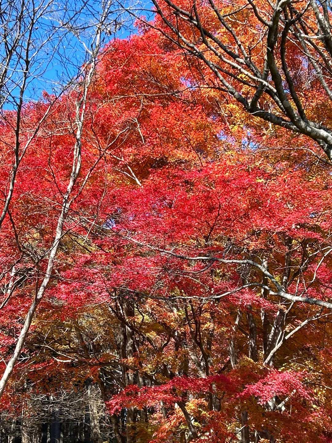 芦ヶ久保駅-丸山 往復コースの写真