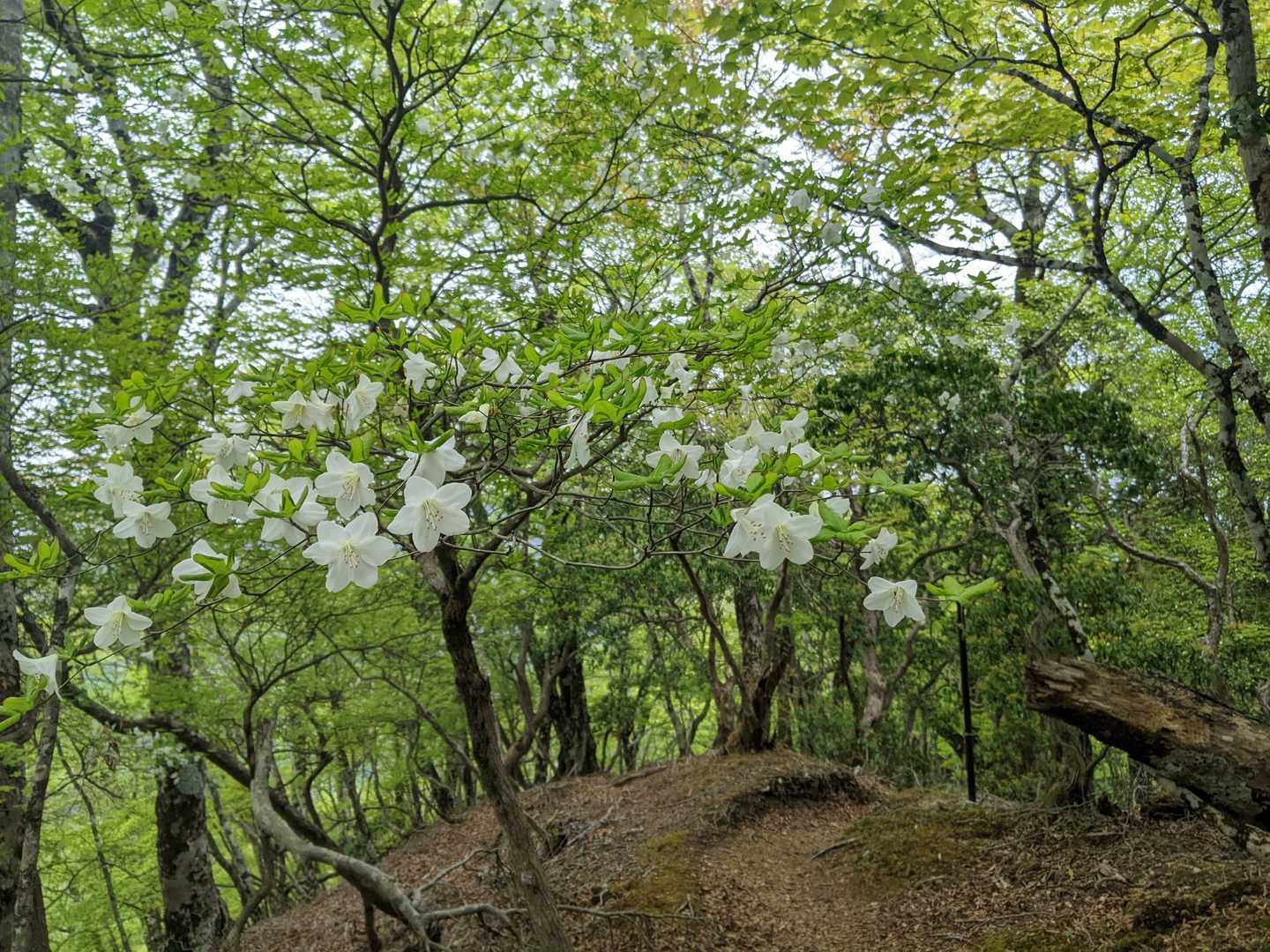 下山はシロヤシオ街道