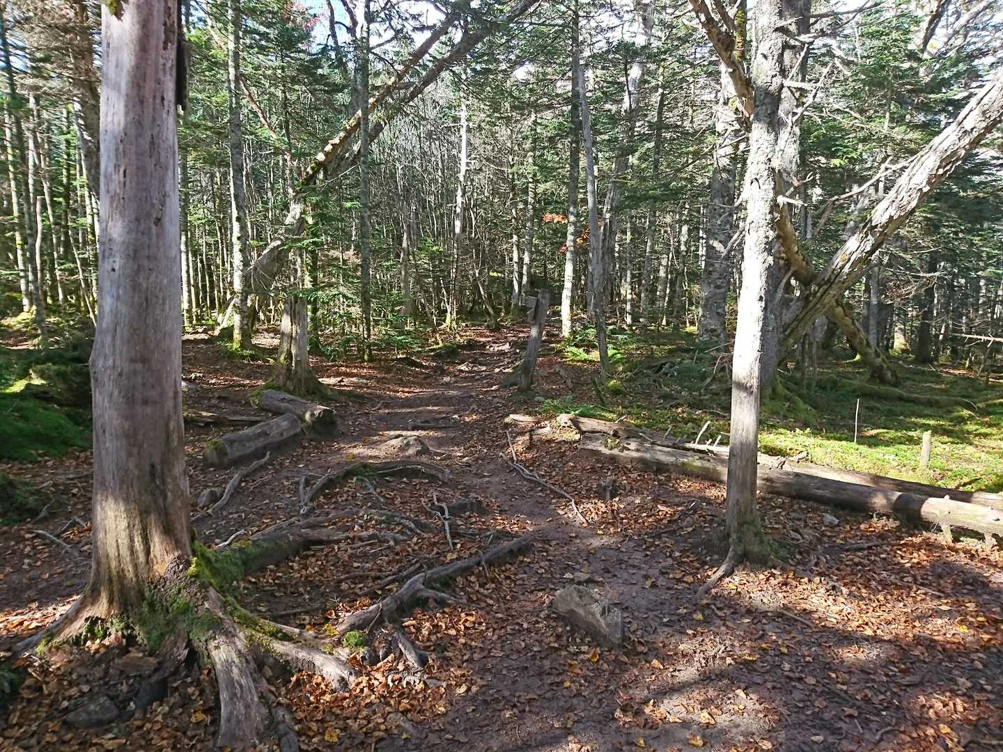 10/14金峰山　整備された登山道を軽快に進みました。