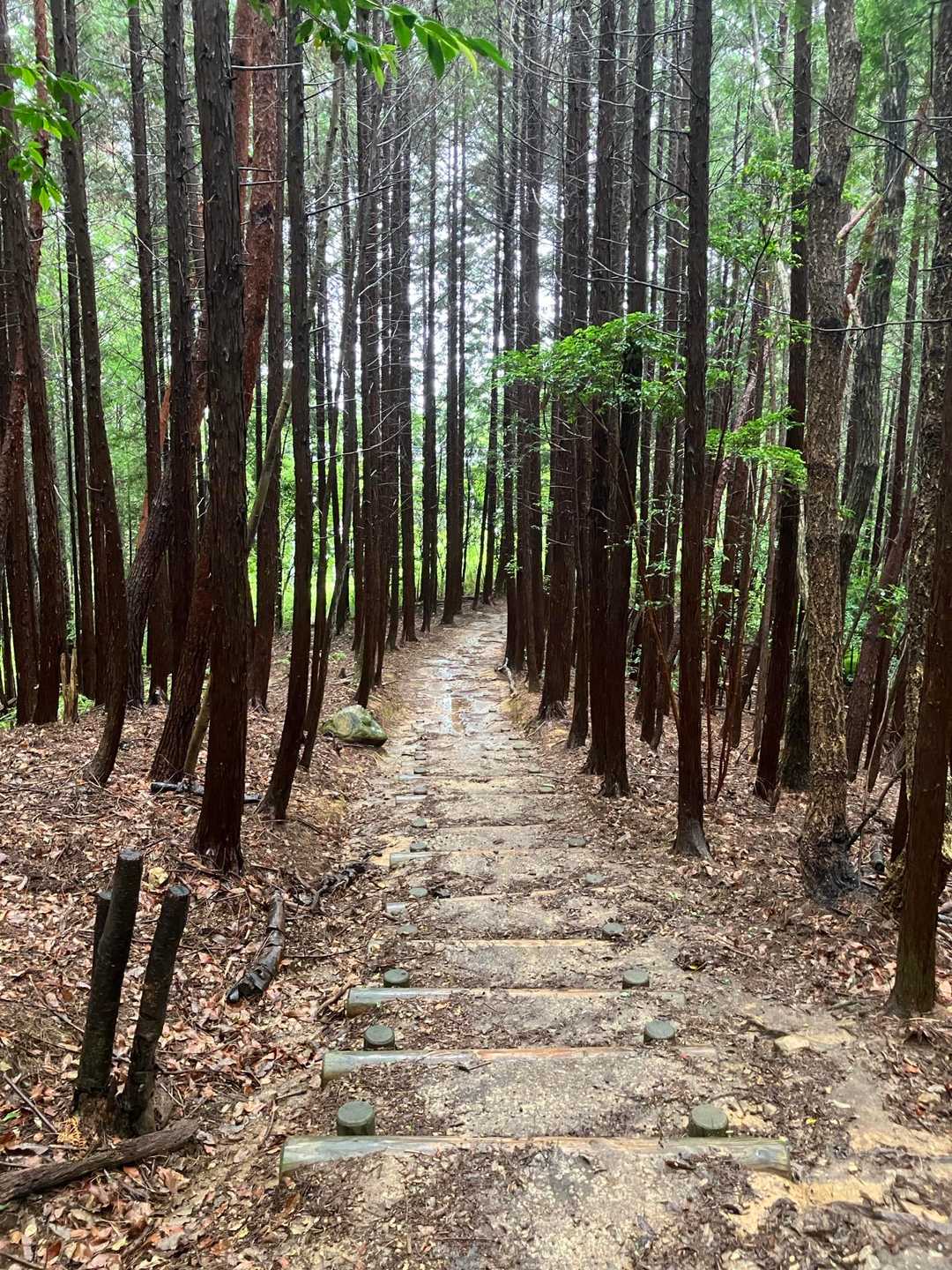 大好きな道も今日はこんな