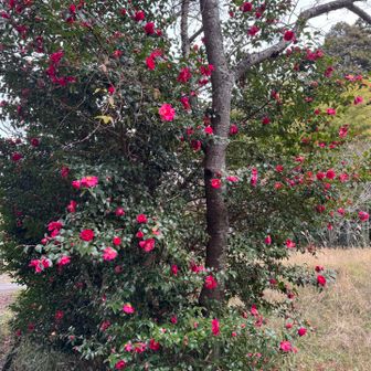 松尾山登山口には椿がキレイに咲いてました🌺