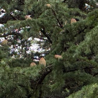 公園のヒマラヤスギ？には大きな松ぼっくりがたくさん