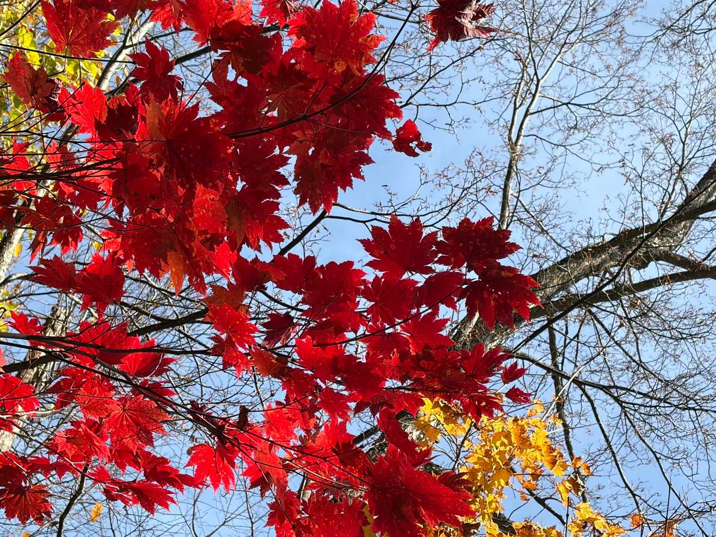 紅葉大満喫🍁