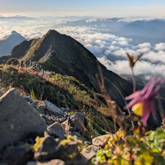 大山オダマキも綺麗です✨