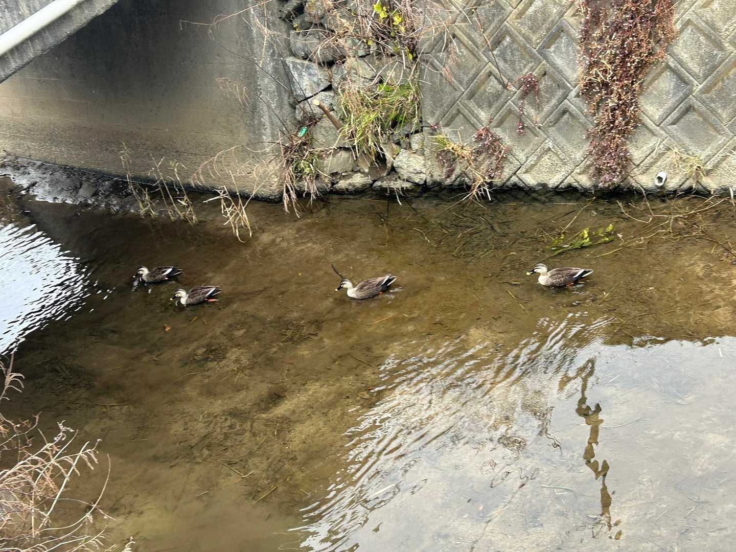 次の三ヶ根山に向かう途中の用水路にカモが仲良くスイスイ🦆