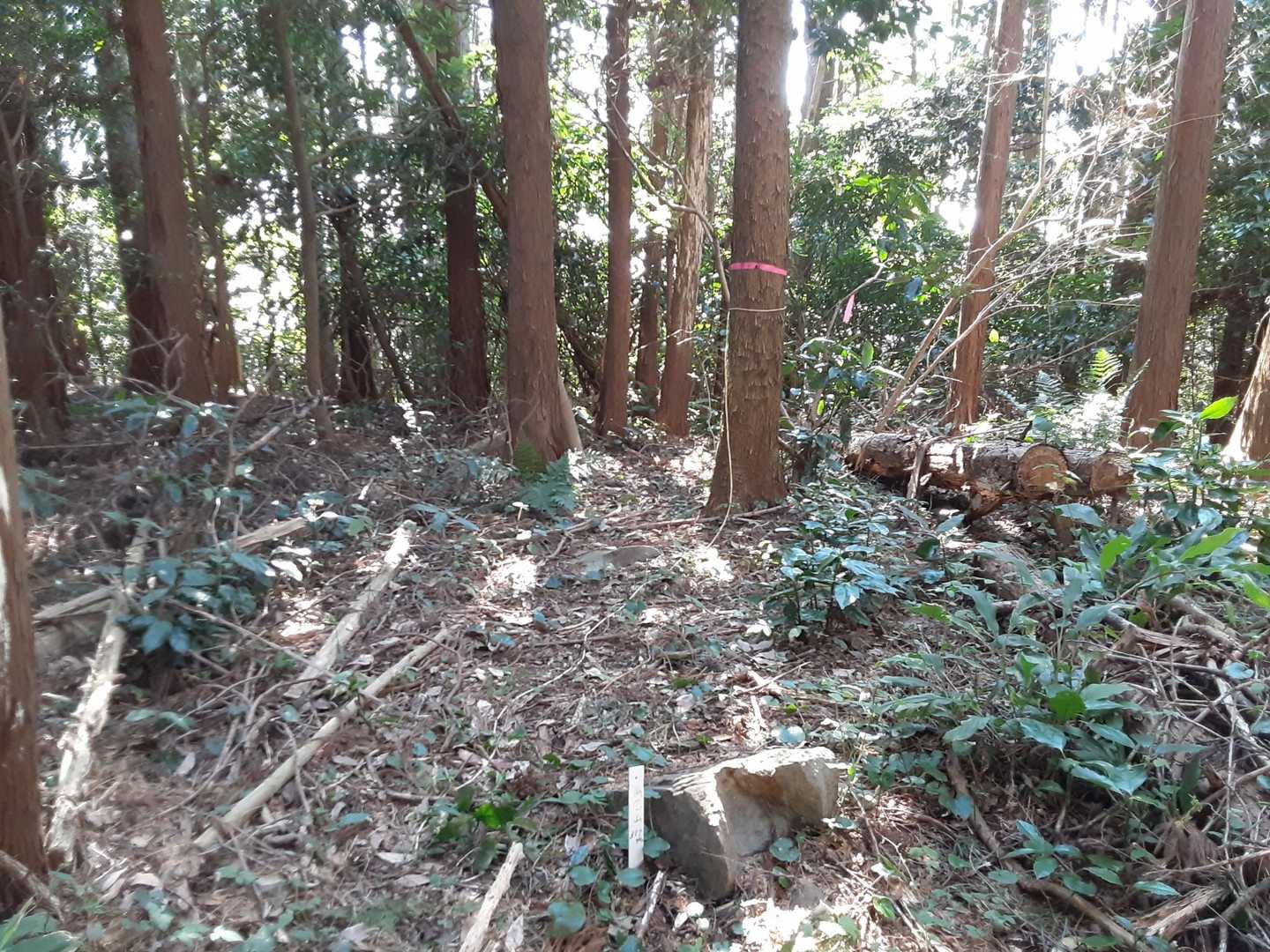 生きて、雨乞山に到着🚶