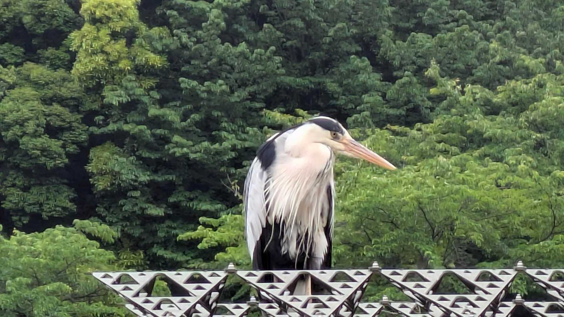 サギ
